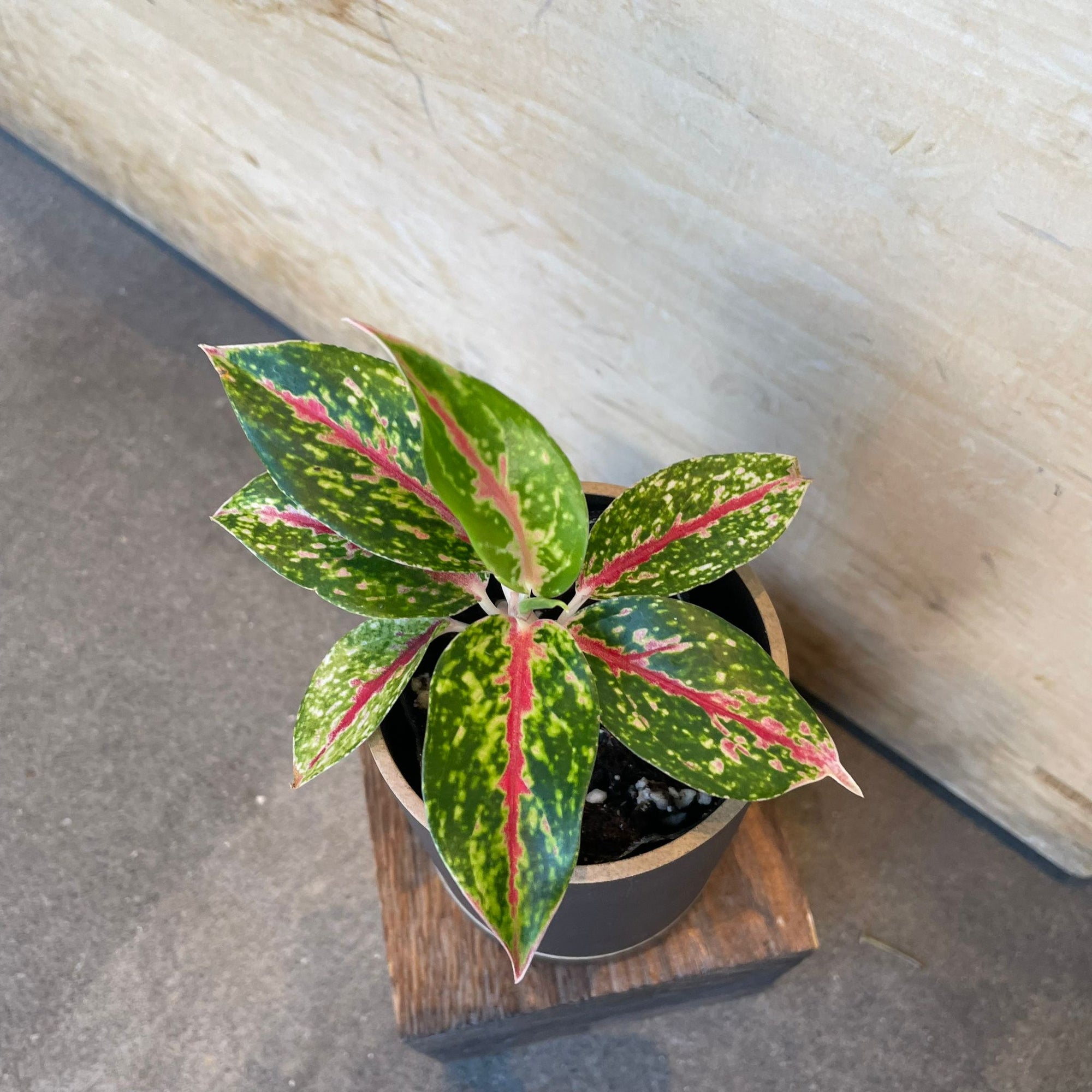 Aglaonema ‘Night sparkle’ アグラオネマ ナイトスパークル Size 2
