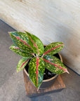 Aglaonema ‘Night sparkle’ アグラオネマ ナイトスパークル Size 2