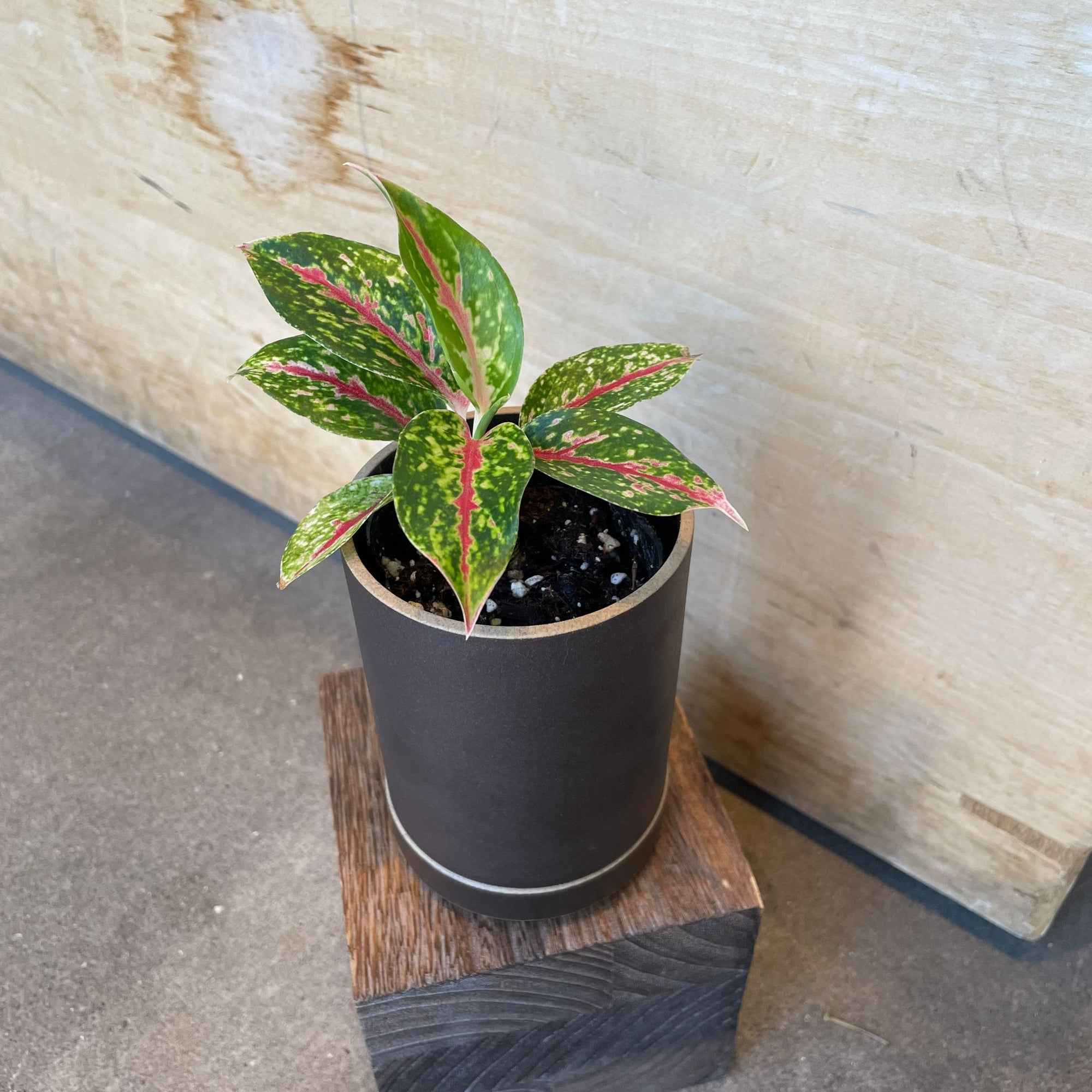 Aglaonema ‘Night sparkle’ アグラオネマ ナイトスパークル Size 2