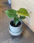 Bombax ellipticum ボンバックス Size 3
