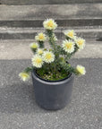 Phylica 'Pubescens' フィリカ・プベッセンス Size 5