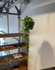 Parthenocissus sugarvine シュガーバイン　