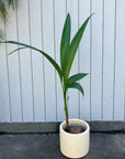Coconut ココヤシ Size 6