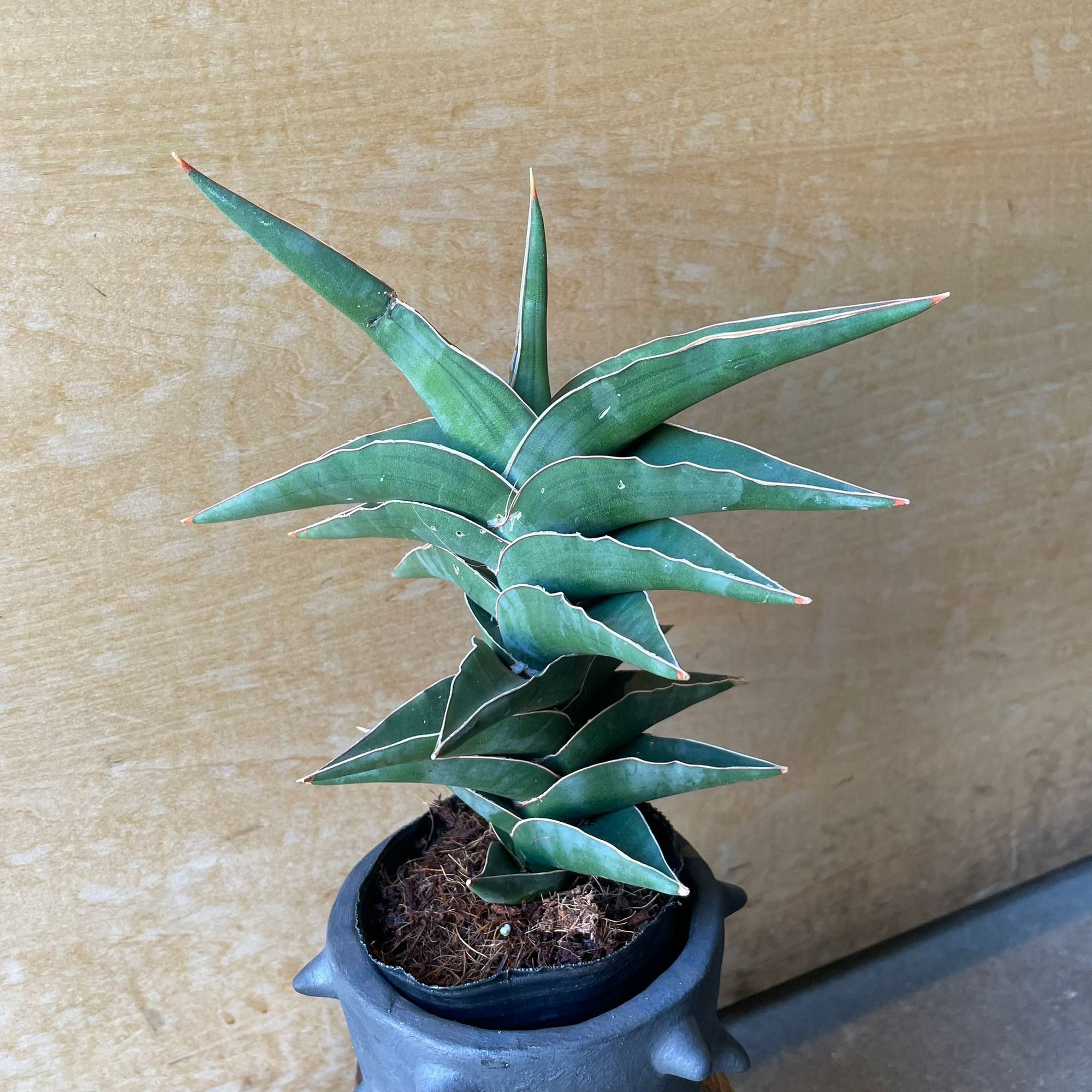 Sansevieria 'Powellii -Blue' サンスベリア パウエリーブルー Size 3
