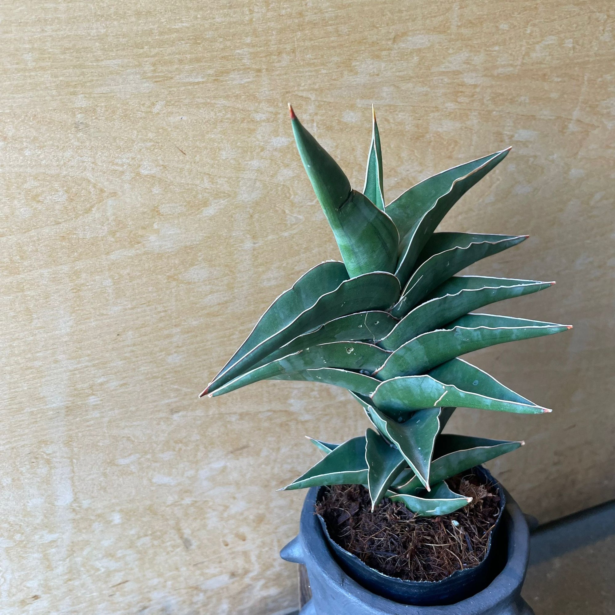 Sansevieria 'Powellii -Blue' サンスベリア パウエリーブルー Size 3