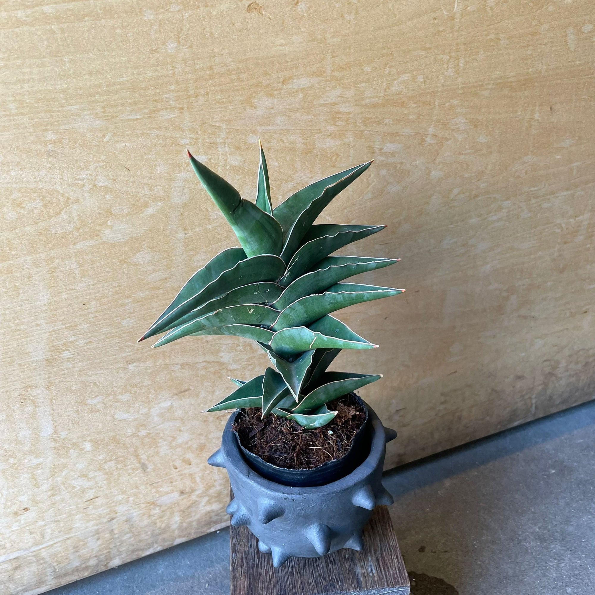 Sansevieria 'Powellii -Blue' サンスベリア パウエリーブルー Size 3