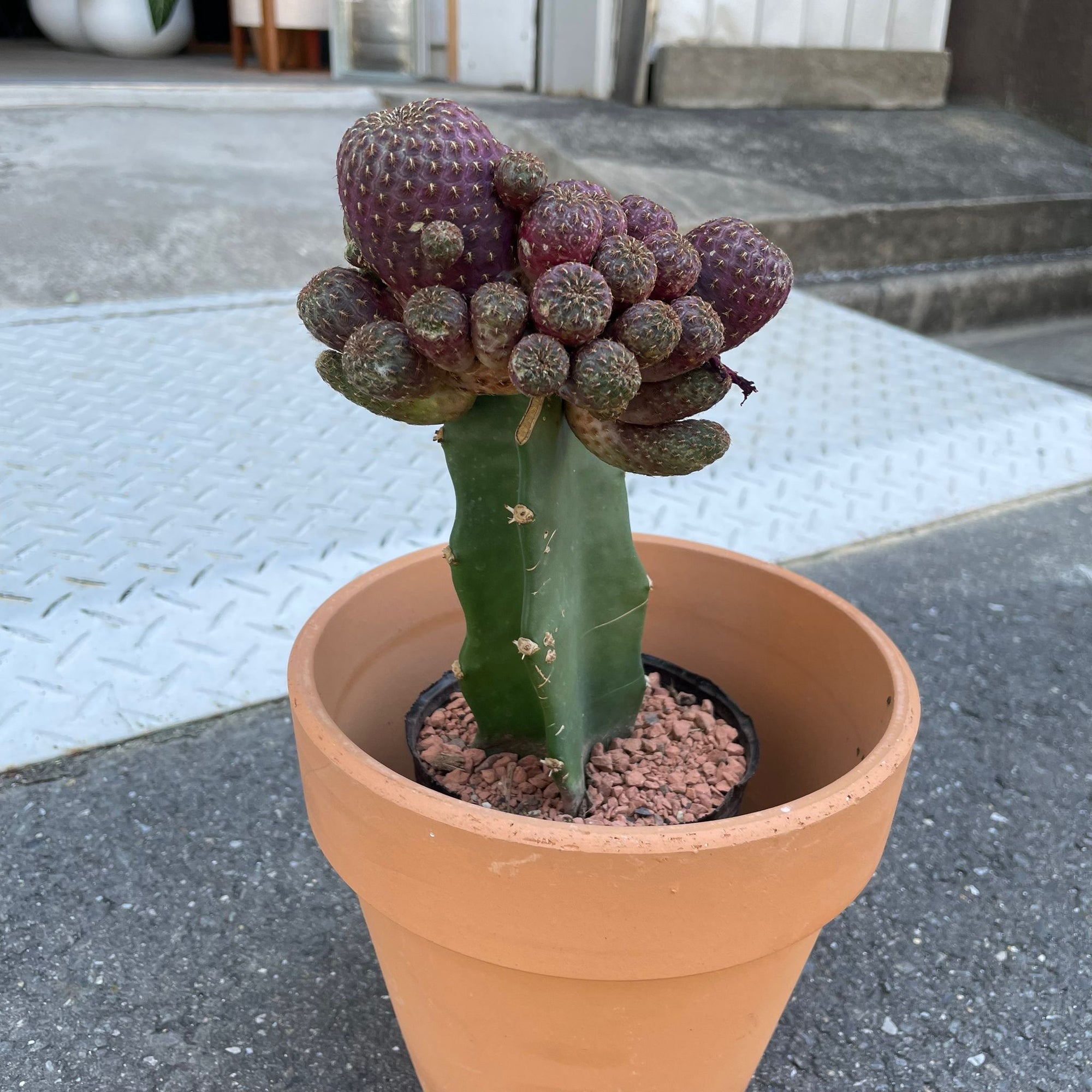 Cactus 接ぎ木サボテン Size 4