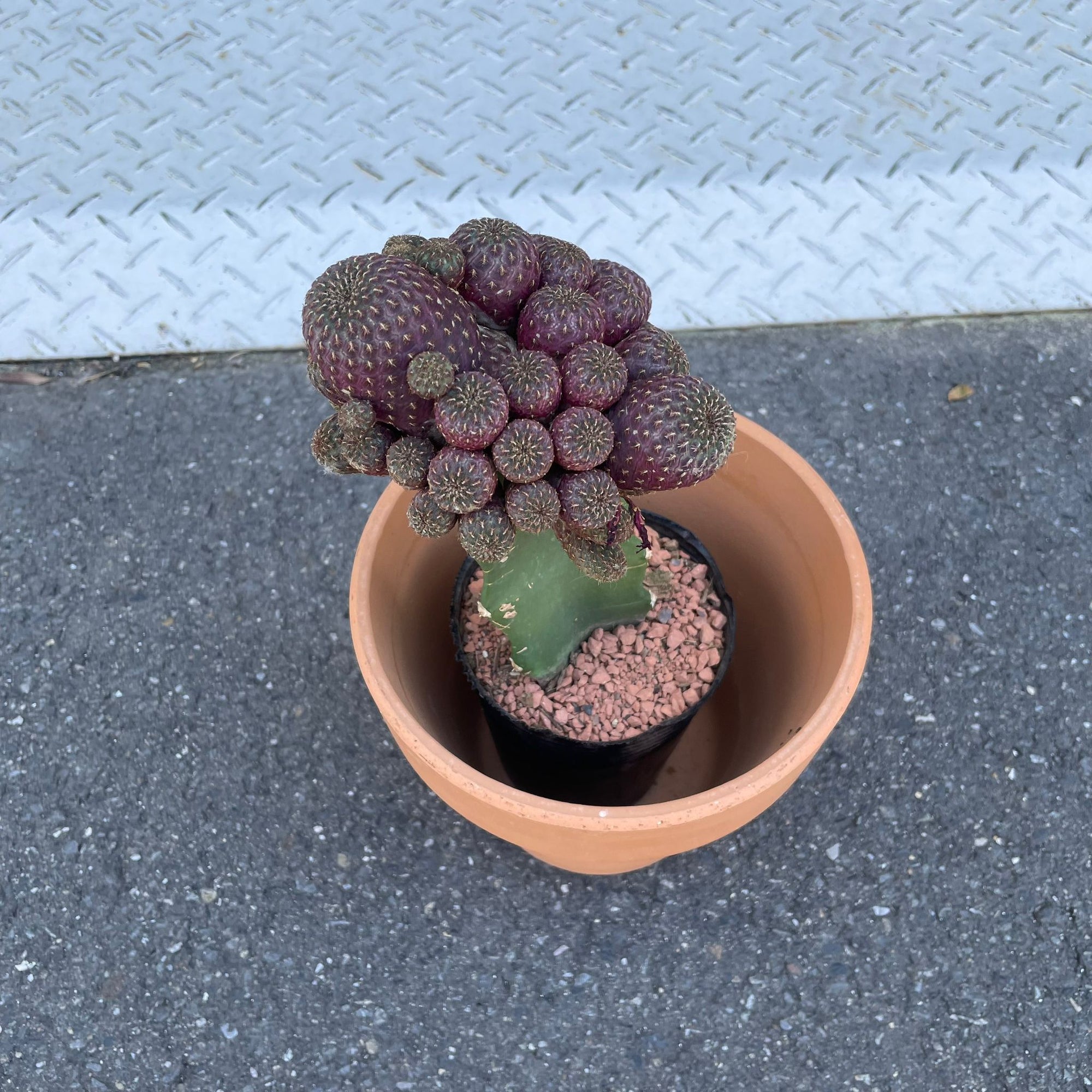 Cactus 接ぎ木サボテン Size 4