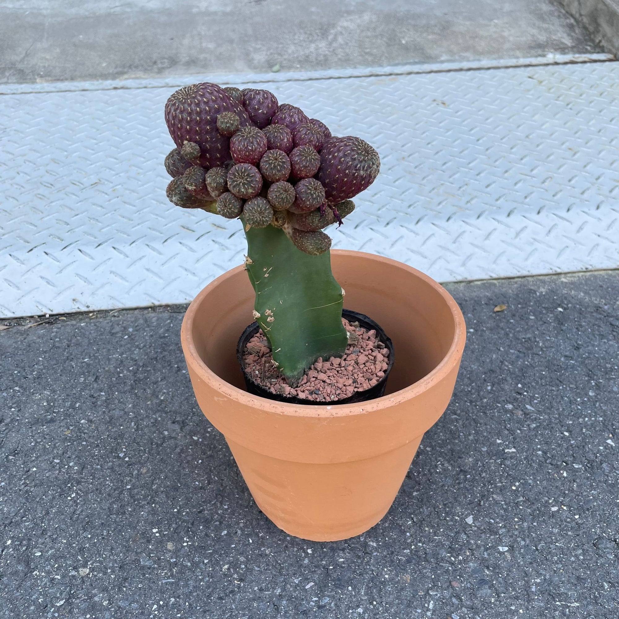 Cactus 接ぎ木サボテン Size 4