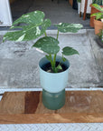 Fruit Salad Plant (Monstera deliciosa)  モンステラ デリシオーサ タイコンスタレーション Size 4
