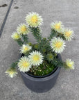 Phylica 'Pubescens' フィリカ・プベッセンス Size 5
