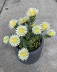 Phylica 'Pubescens' フィリカ・プベッセンス Size 5
