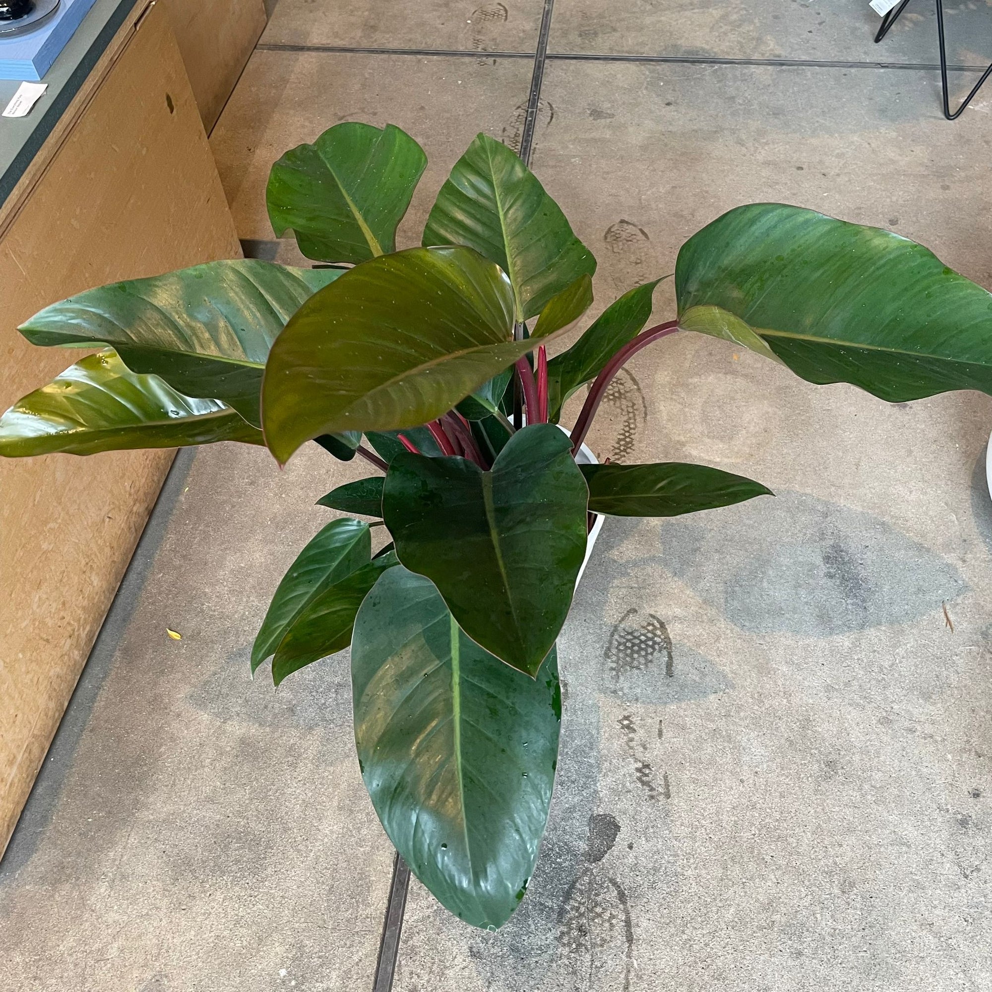 Philodendron 'Congo' フィロデンドロン コンゴ Size 7
