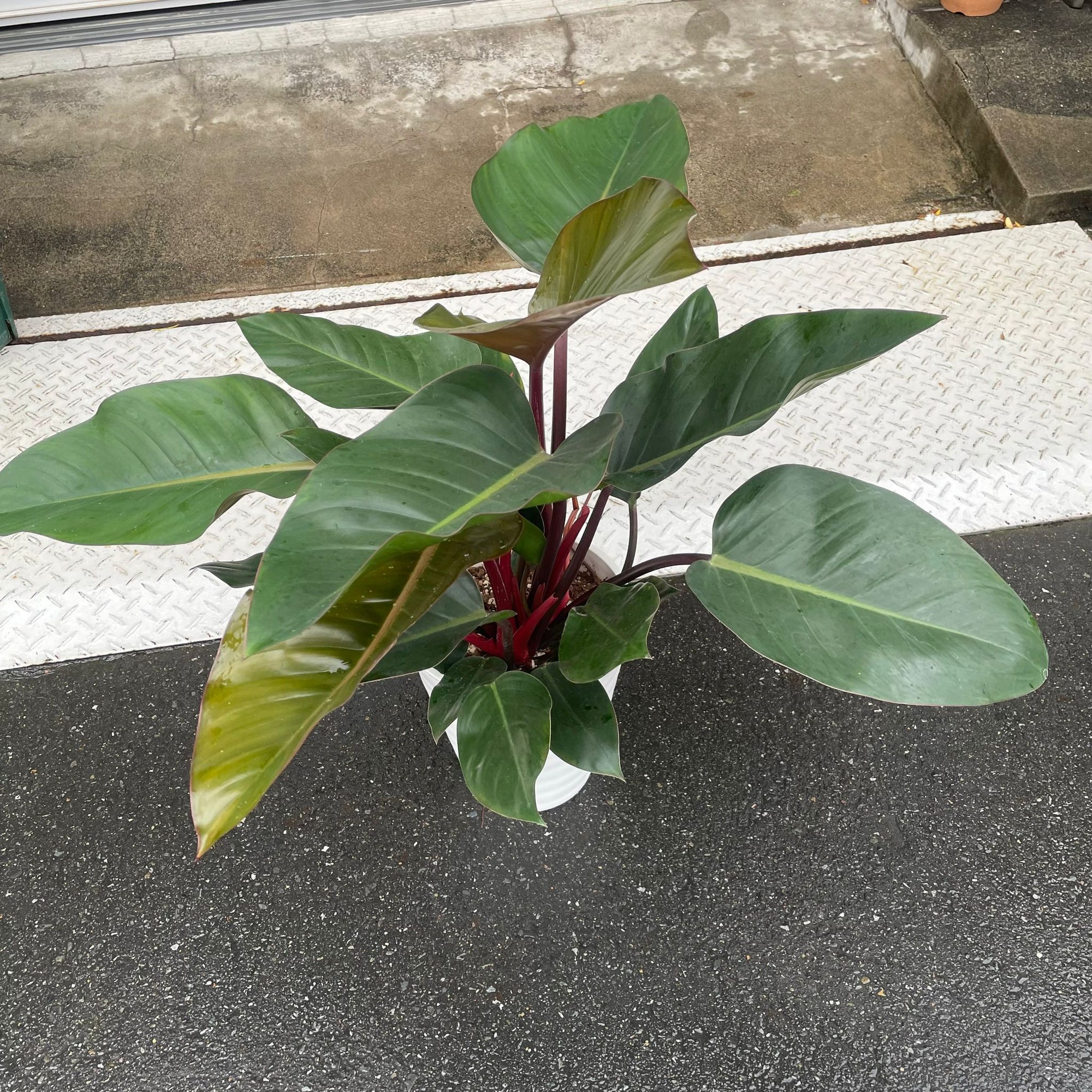 Philodendron 'Congo' フィロデンドロン コンゴ Size 7