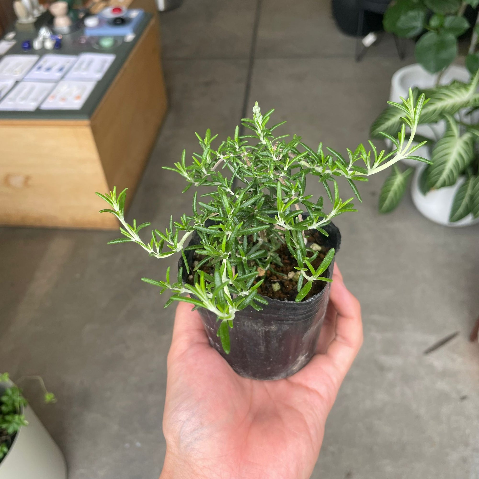 Cascading Rosemary ローズマリー (這性・半這性アソート) Size 3