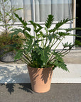 Philodendron 'Laughing Kookaburra' フィロデンドロン クッカバラ