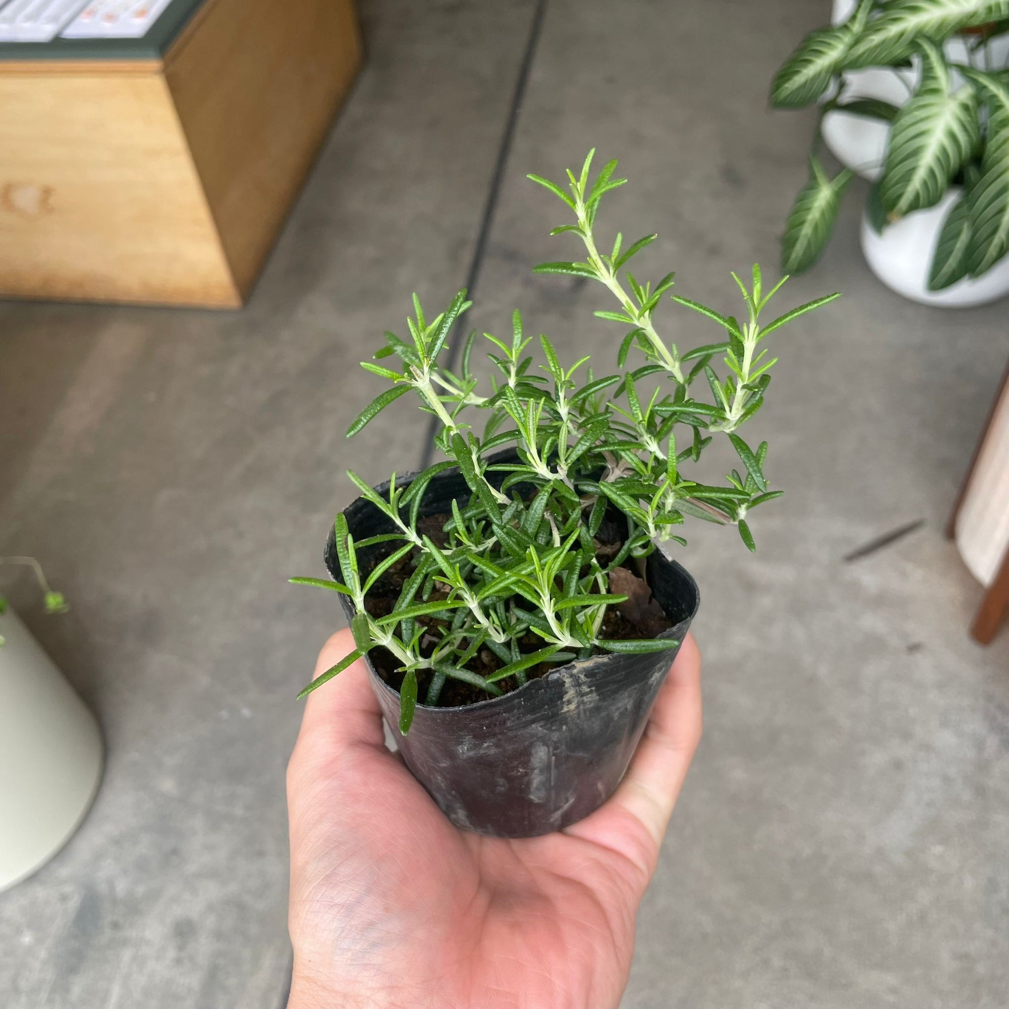 Cascading Rosemary ローズマリー (這性・半這性アソート) Size 3