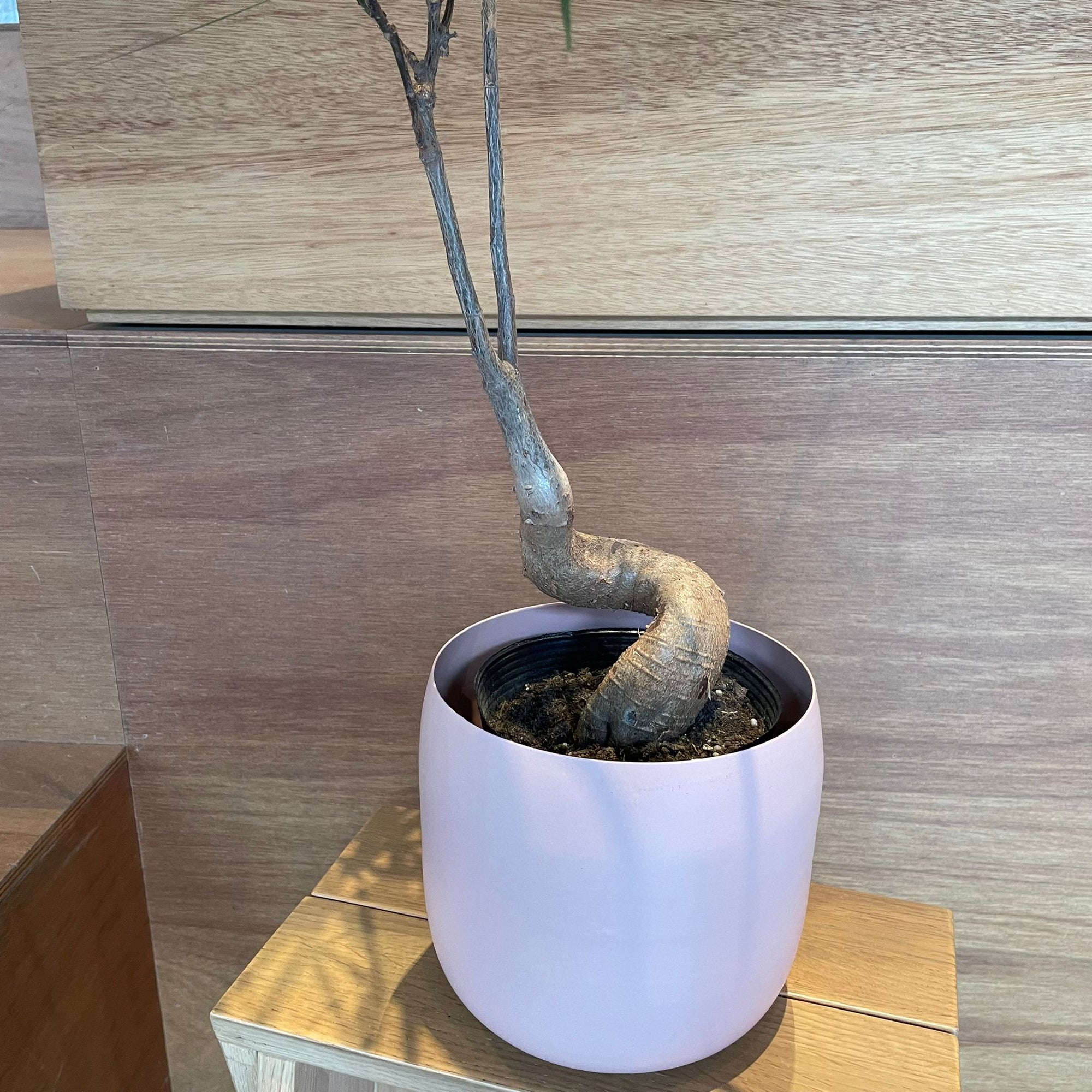 Bottle Tree ボトルツリー (ブラキキトン)　細葉