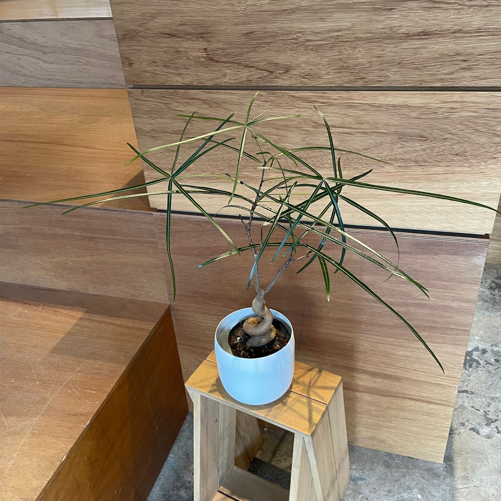 Bottle Tree ボトルツリー (ブラキキトン)　細葉