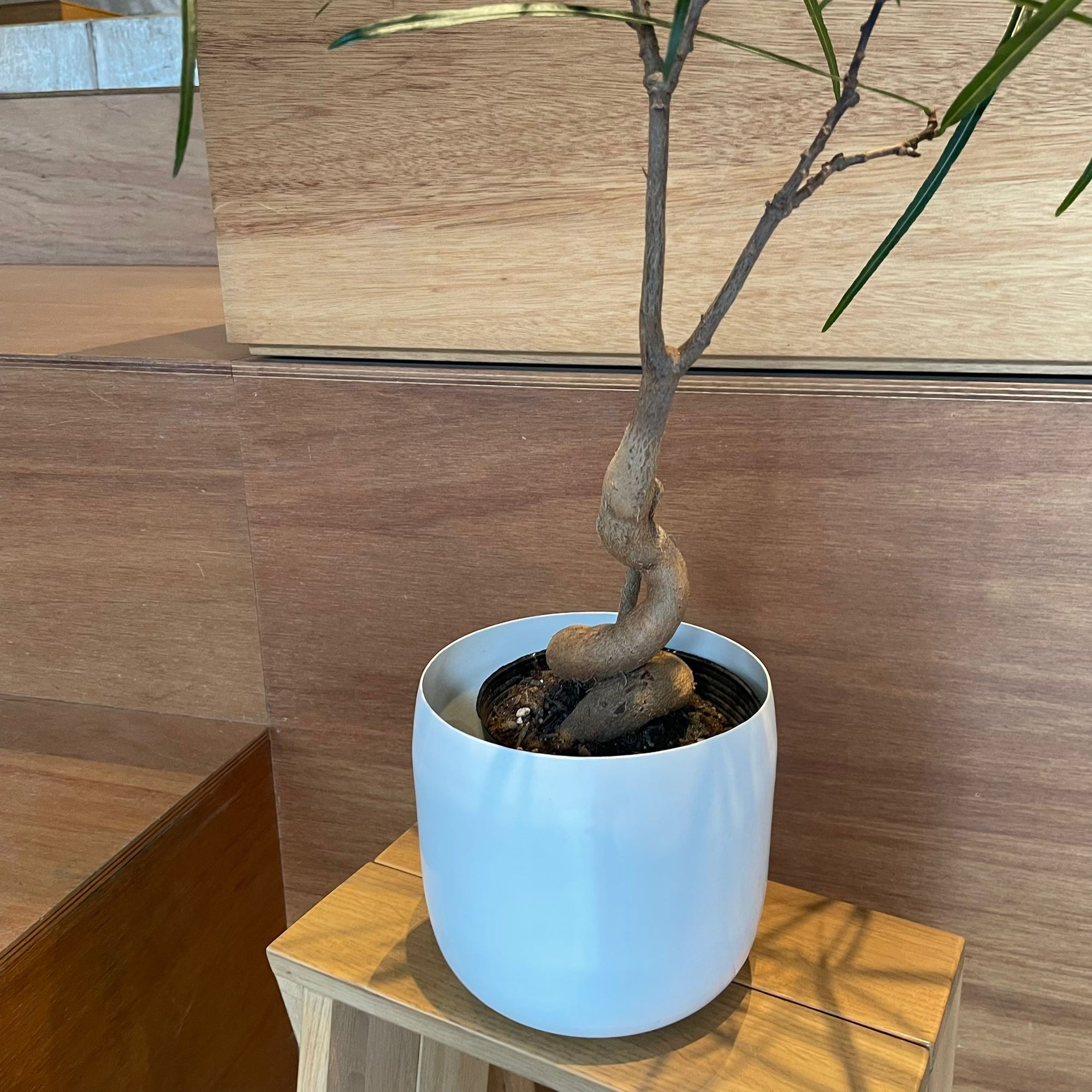 Bottle Tree ボトルツリー (ブラキキトン)　細葉