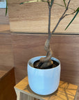 Bottle Tree ボトルツリー (ブラキキトン)　細葉