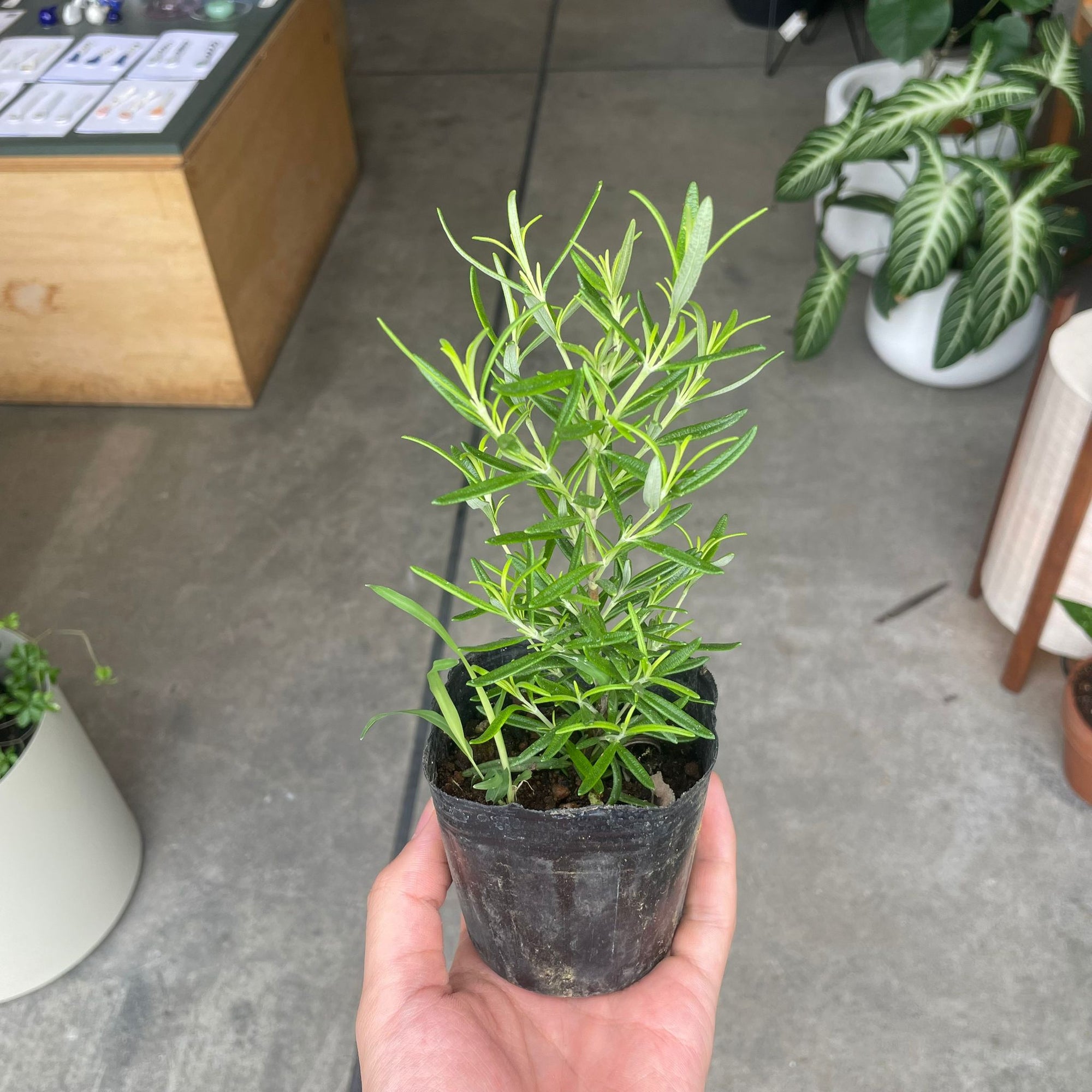 Cascading Rosemary ローズマリー (立性アソート) Size 3