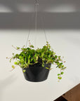 Peperomia angulata ペペロミア アングラータ Size 3