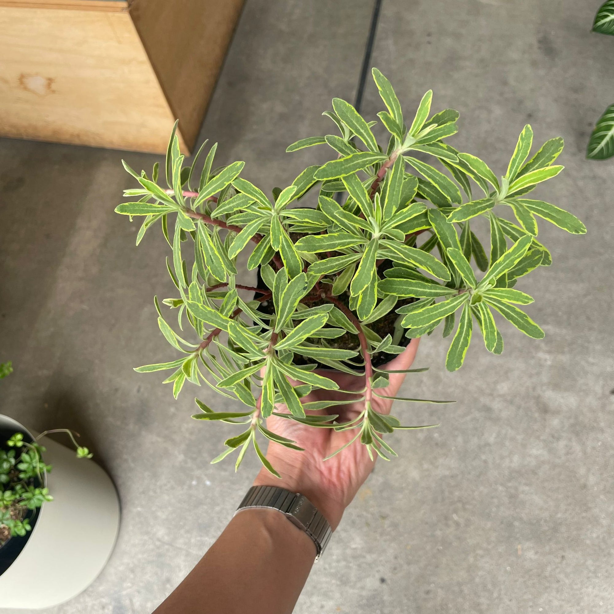 Euphorbia martinii Ascot Rainbow ユーフォルビア アスコットレインボー Size 4