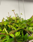 Peperomia angulata ペペロミア アングラータ Size 3