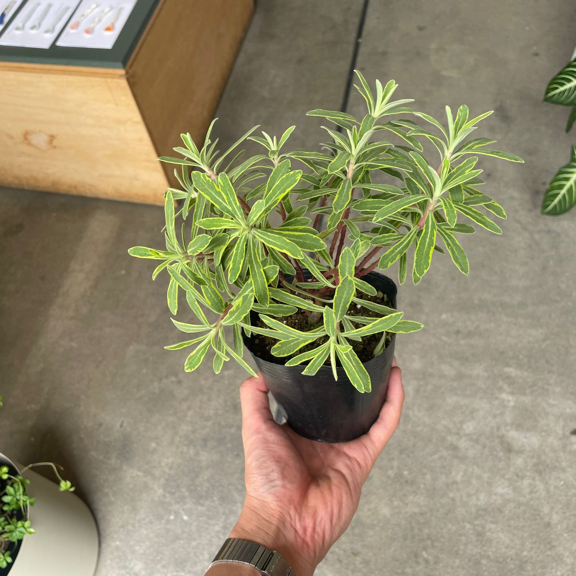 Euphorbia martinii Ascot Rainbow ユーフォルビア アスコットレインボー Size 4