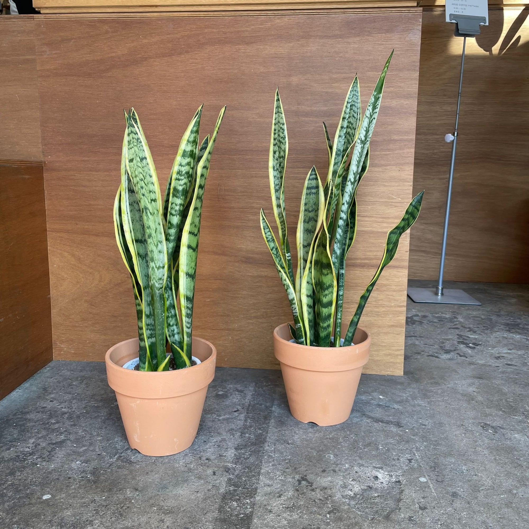 Snake Plant (Sansevieria Laurentii) サンスベリア ローレンチー