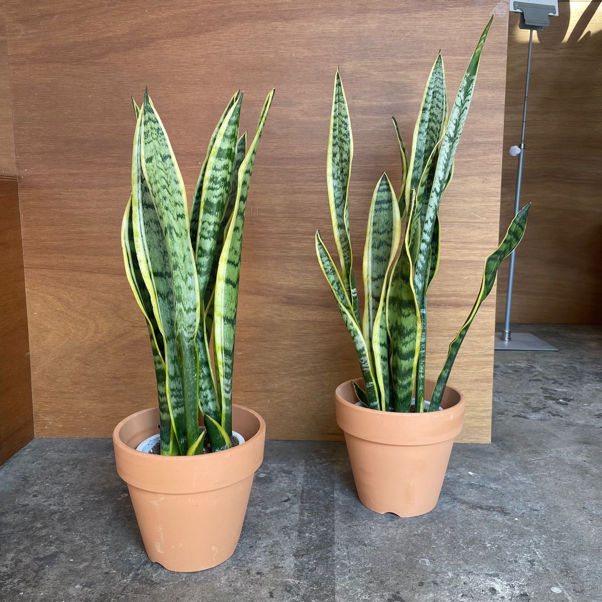 Snake Plant (Sansevieria Laurentii) サンスベリア ローレンチー
