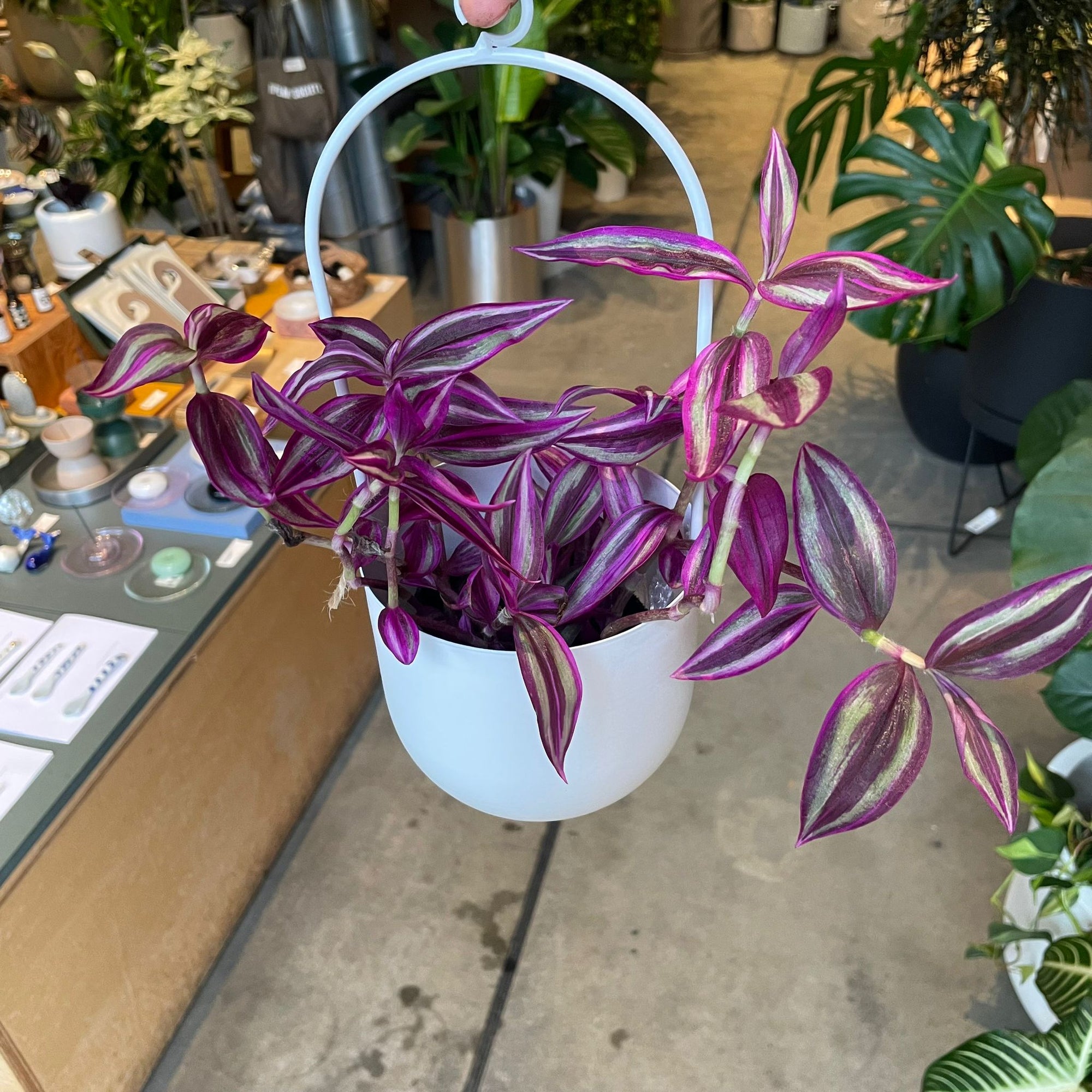 Tradescantia Pink Paradise　 Size 3