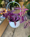 Tradescantia Pink Paradise　 Size 3