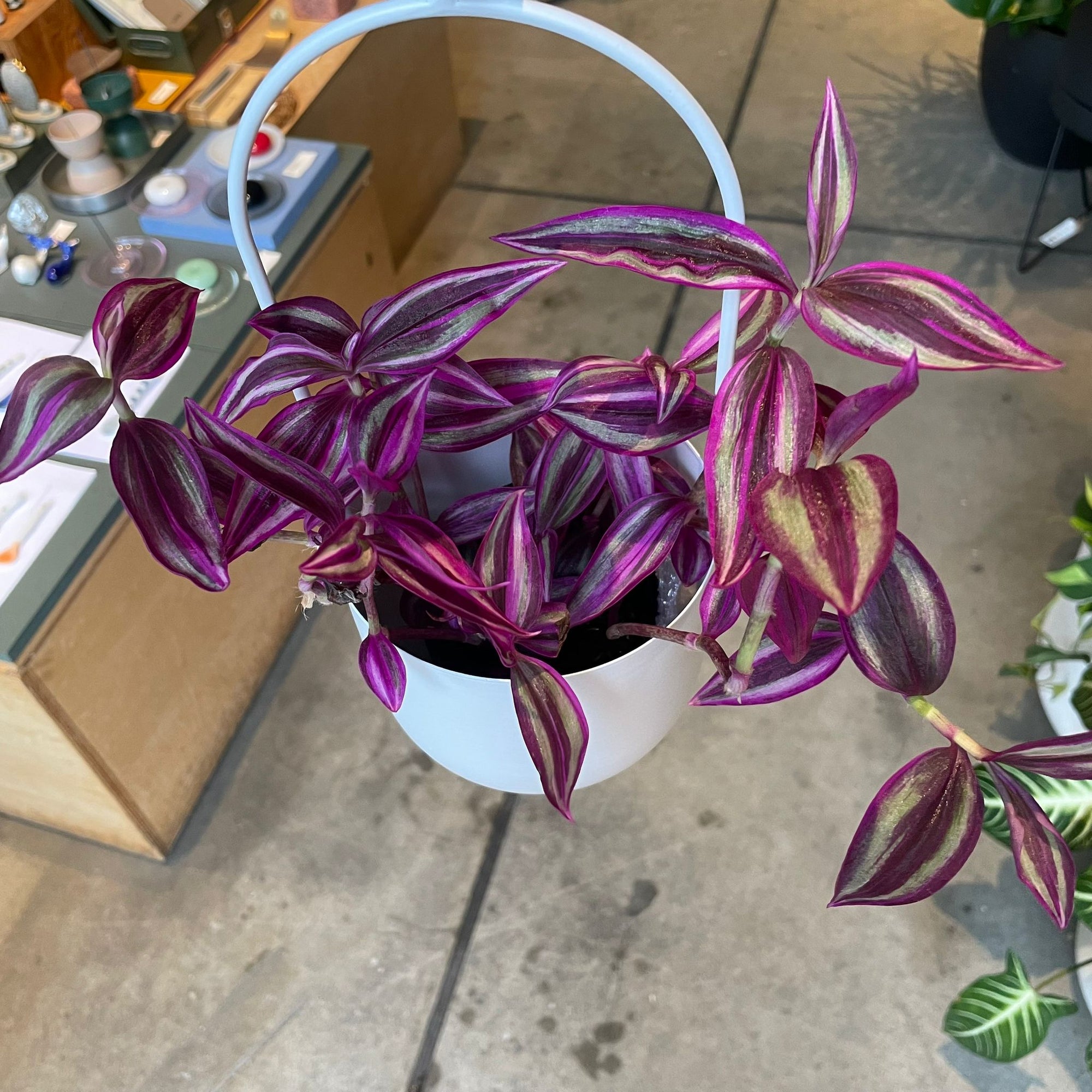 Tradescantia Pink Paradise　 Size 3