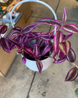 Tradescantia Pink Paradise　 Size 3