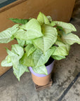 Syngonium podophyllum ‘white butterfly’  シンゴニウム ･ ホワイトバタフライ Size 4