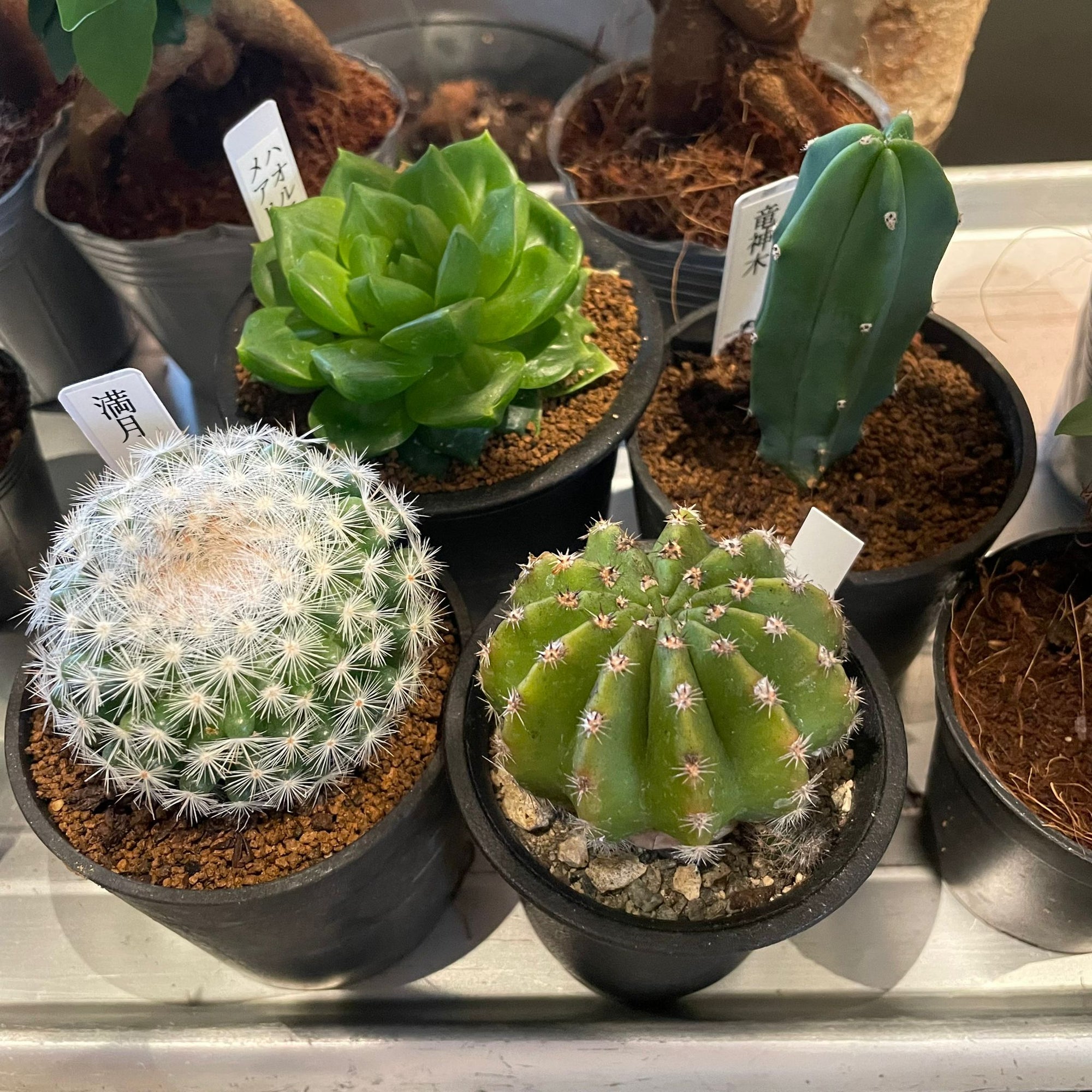 Cactus Assorted サボテン 多肉 アソート