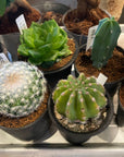 Cactus Assorted サボテン 多肉 アソート