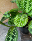 Prayer plant マランタ ･ レモンライム Size 3