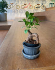 Amalfi Terracotta Planter アマルフィ テラコッタプランター