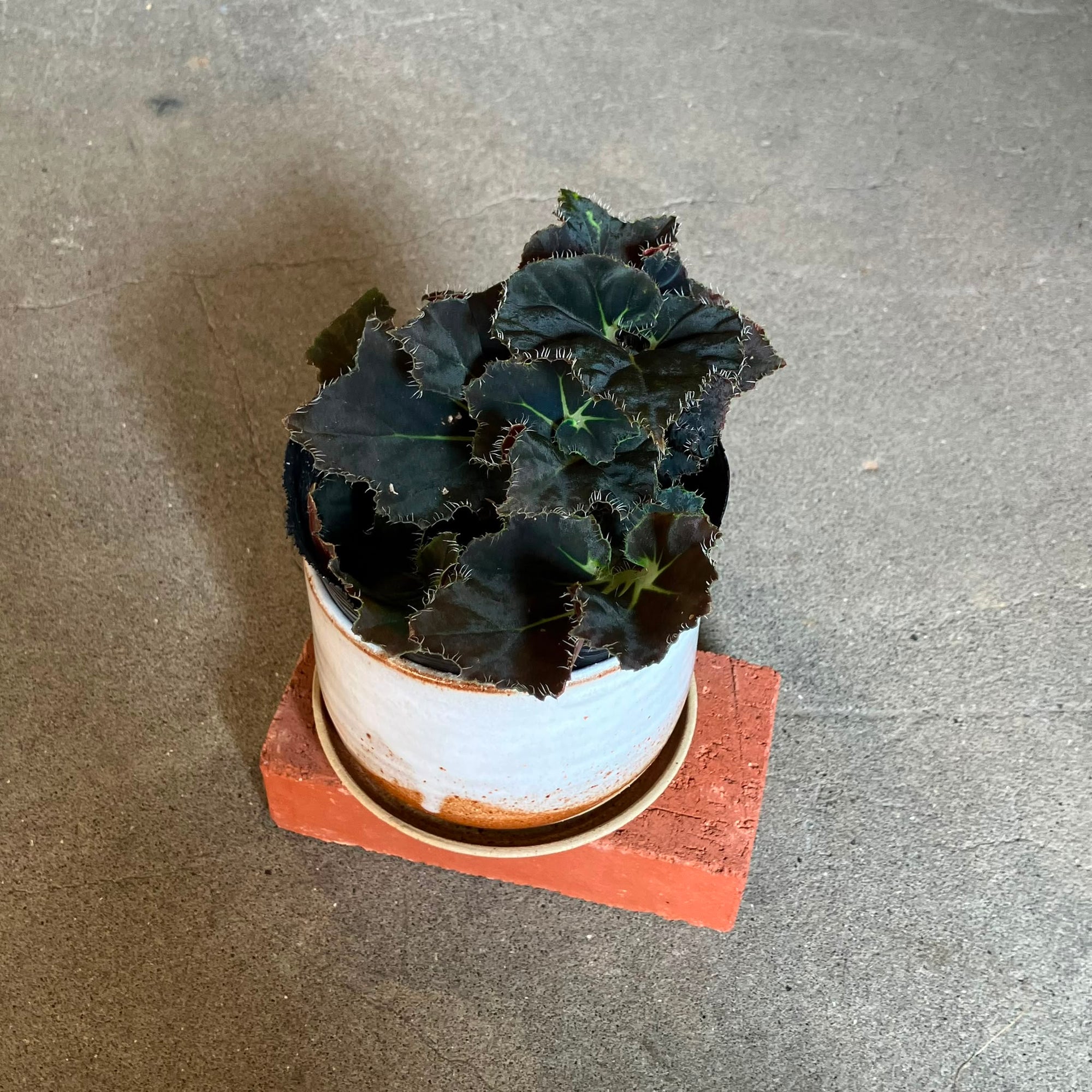 Rex Begonia super curl レックス ベゴニア うずまき Size 3