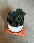 Rex Begonia super curl レックス ベゴニア うずまき Size 3