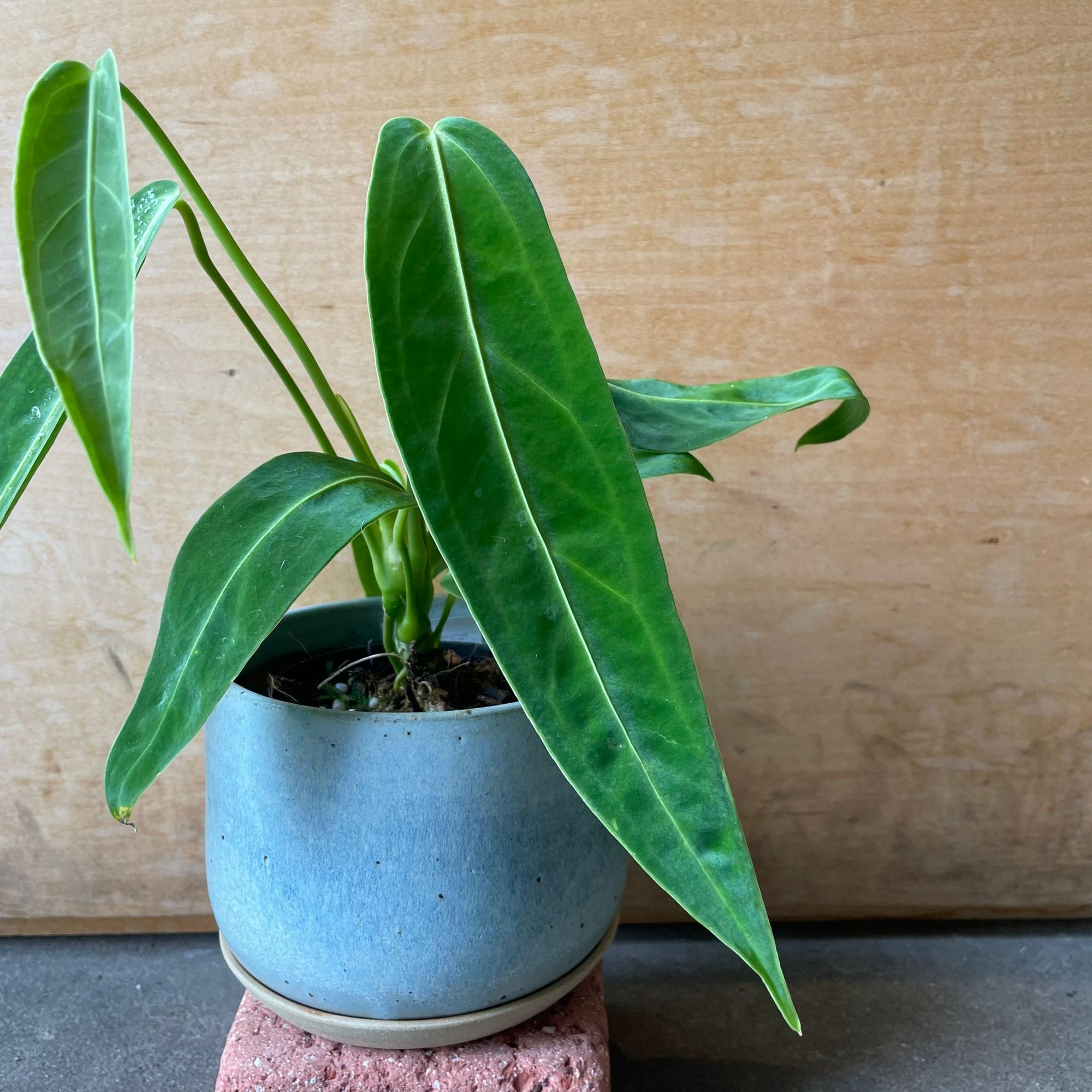 Queen Anthurium アンスリウム ワロクエアナム