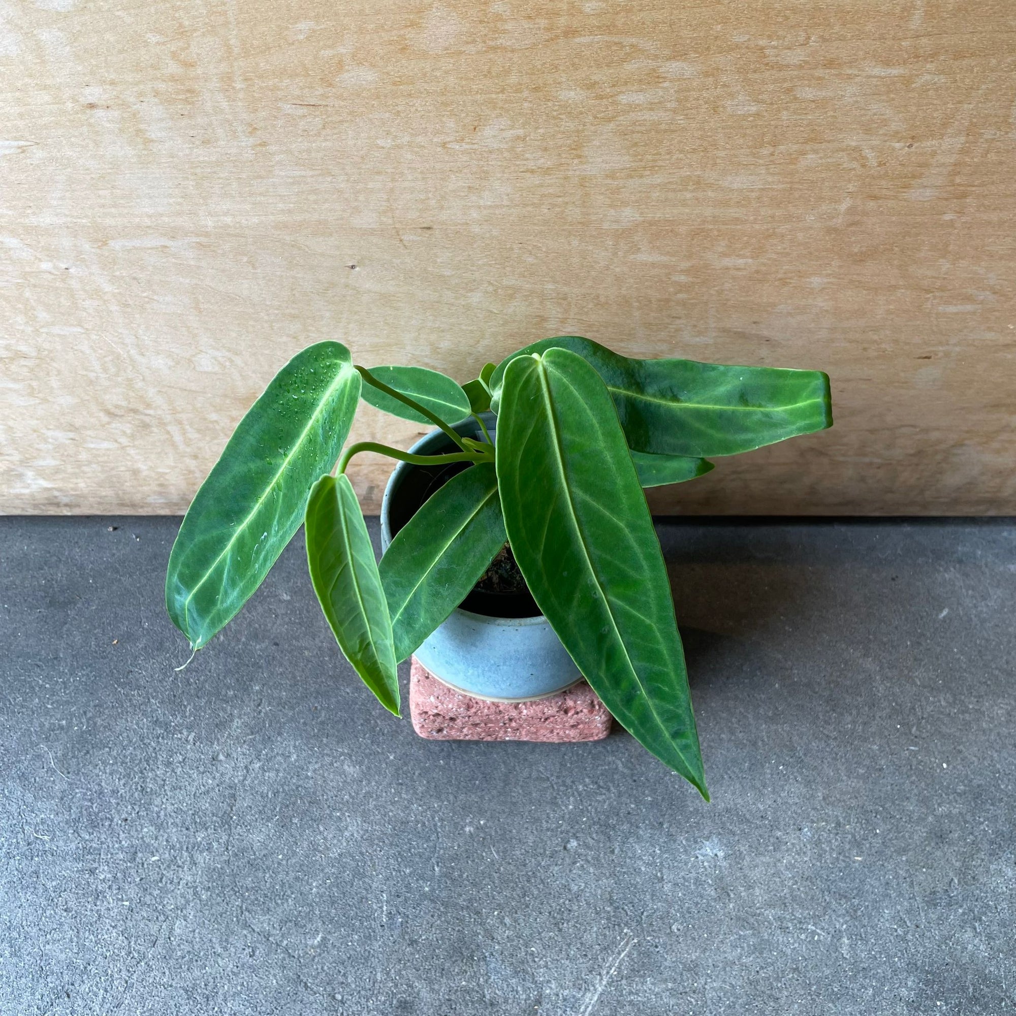 Queen Anthurium アンスリウム ワロクエアナム