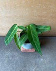 Queen Anthurium アンスリウム ワロクエアナム