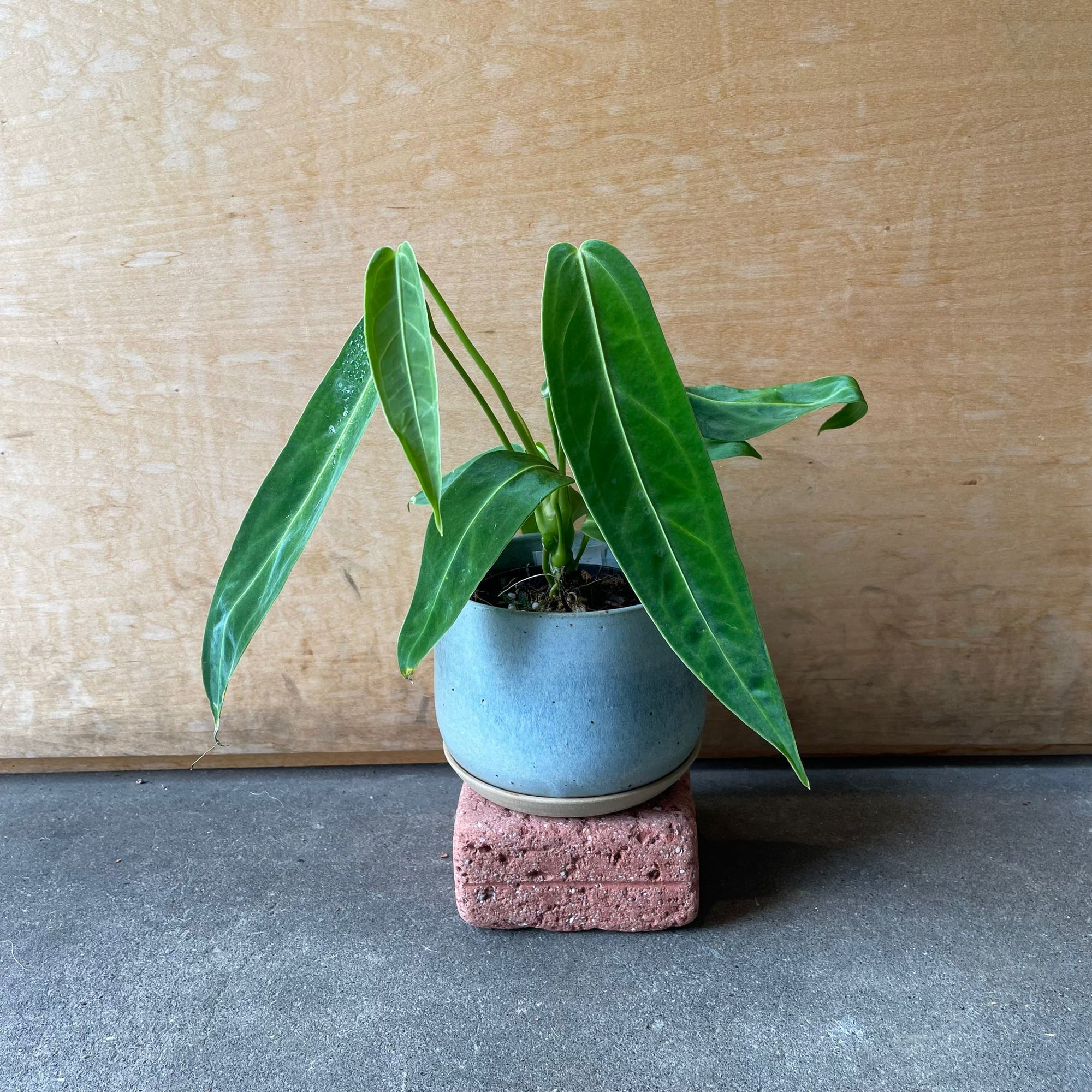 Queen Anthurium アンスリウム ワロクエアナム