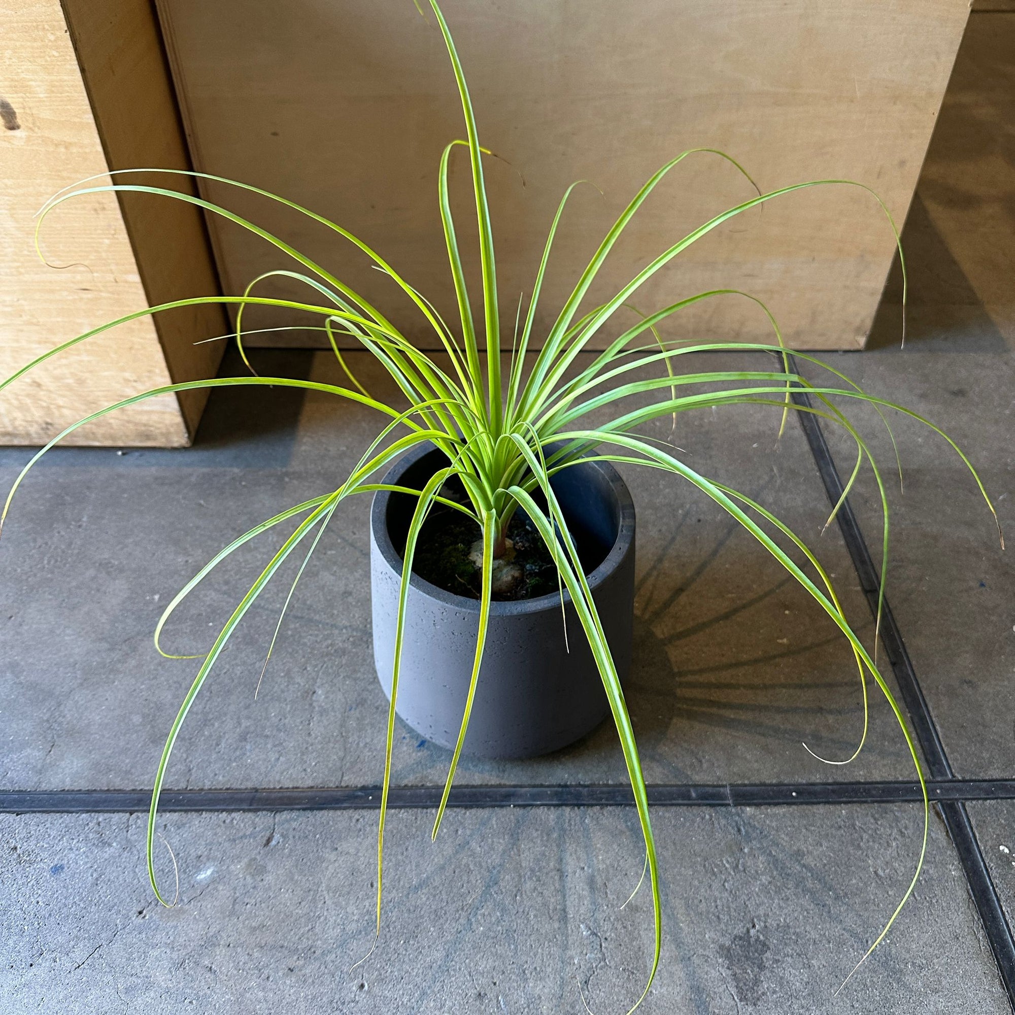 Ponytail Palm ポニーテールパーム トックリラン