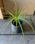 Ponytail Palm ポニーテールパーム トックリラン