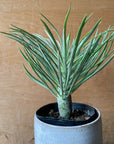 Kleinia Neriifolia クレイニア・ネリイフォリア